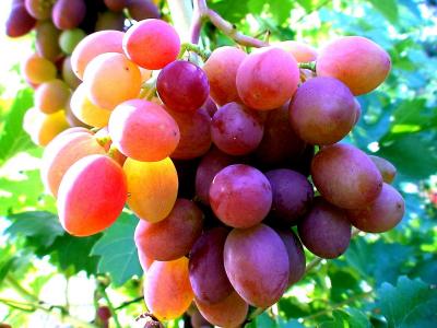 Саратовскому виноградарству - научную основу!
