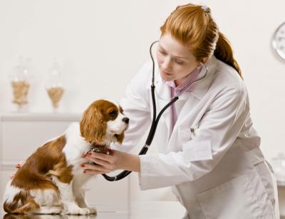 «Диагностика, лечение и профилактика болезней собак»