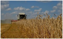 Хлеборобы области намолотили более 1 миллиона тонн зерна