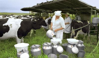 В Саратовской области произведено 75,3 тысячи тонн молока
