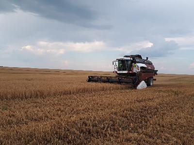 Саратовские аграрии собрали 32,3 тыс. тонн озимой пшеницы