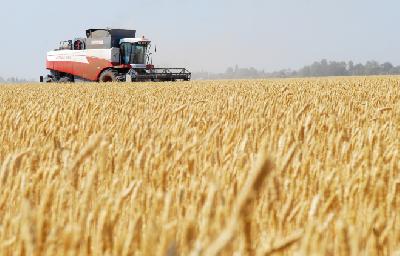 Первые 500 000 тонн зерна собраны в Саратовской области