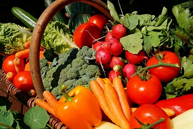 В России собрано более 1,4 млн тонн овощей