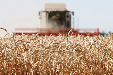 В России собрано более 95 млн тонн зерна