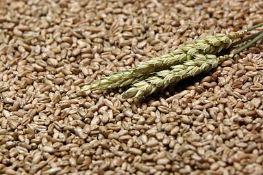 Сбор пшеницы в России превысил 75 млн тонн