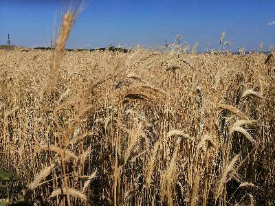 Минсельхоз может пересмотреть планы по экспорту зерна
